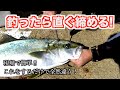 【超簡単】神経締め&血抜きをするとメチャクチャ美味しく食べられる!