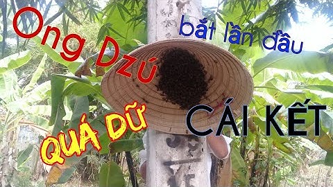 Bắt ong dú trong trụ điện và cái kết-GĐSK#11