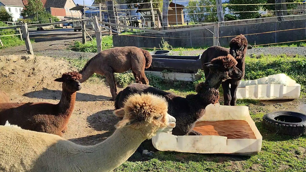 Badezeit bei den Alpakas