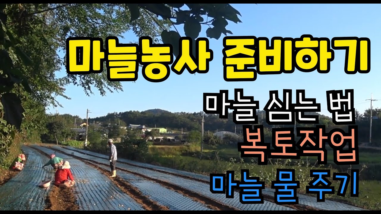 마늘농사 준비하기 / 마늘심는법 / 복토작업 / 마늘물주기 / How to farm garlic / Preparing for
