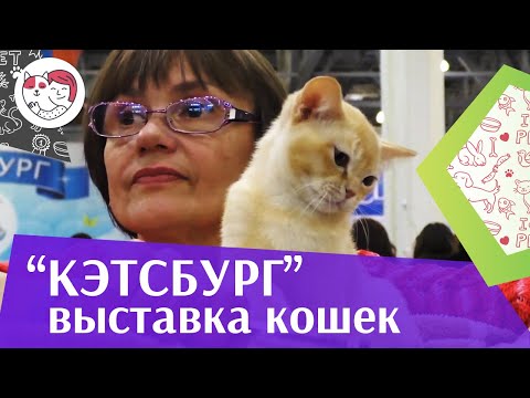 Международная выставка кошек «‎Кэтсбург» на ilikepet