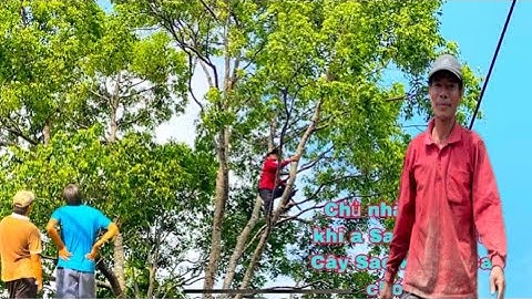 Chủ nhà thót tim khi nhìn A Sang leo Cưa Cây Sao khủng cao chót vót 30 mét khủng sát mé đường