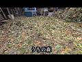 うちの森、山小屋の庭【ここは山や森ではありません】