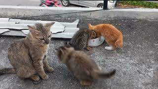 Ibunya gak makan anaknya pesta - insting kucing