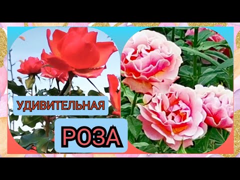 Video: Май кислотасы: касиеттери жана колдонулушу