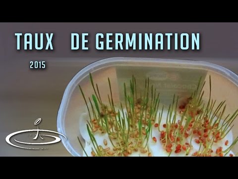 Vidéo: Quel pourcentage de graines germent ?