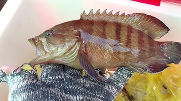 Câu cá biển ở hải đăng đèn xanh - Vũng Tàu - phần 2