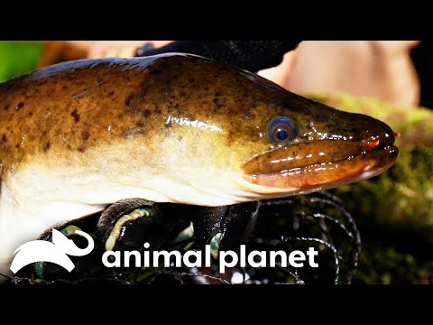 Coyote Peterson Catches a Long Finned Eel! | Coyote Peterson: Brave the Wild | Animal Planet