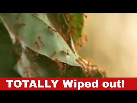 Video: Faraoninės skruzdėlės: kaip atsikratyti