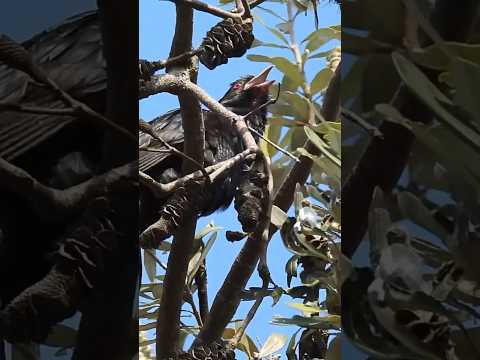 Incredibly Loud Koel
