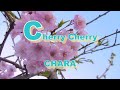 Cherry cherry (Chara) Ukulele cover