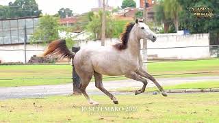 Lote 19