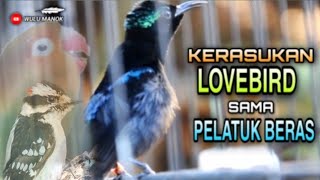 Konin Gacor isian Lovebird sama Pelatuk Beras || Cocok Untuk Masteran