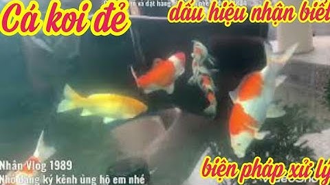 Cá Koi Đẻ - Những Dấu Hiệu Để Nhận Biết Và Cách Xử Lý - Cá Koi F1 Đẹp Giao Lưu Mọi Người.😊😊😊😊.