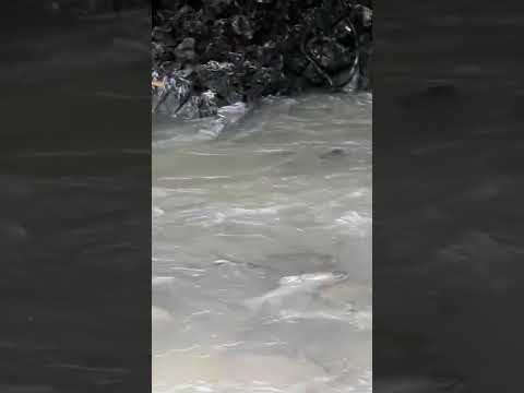 Video suối cá thần ở cẩm thủy thanh hóa - youtube