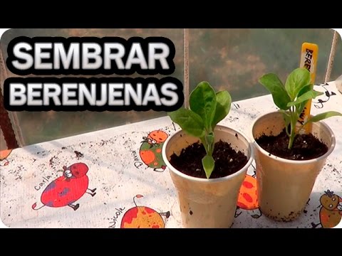 Video: Sembrar semillas de berenjena: cómo cultivar berenjenas a partir de semillas