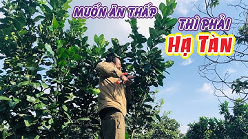 Hướng dẫn hạ tàn cành vượt cho cây bưởi 4 năm tuổi