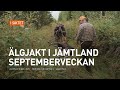 Älgjakt i Jämtland - Septemberveckan