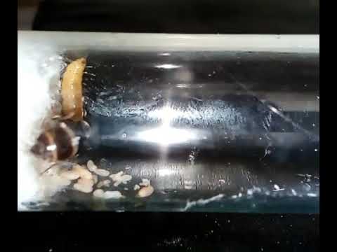 Муравьиная матка LASIUS NIGER грызёт врага,кругом кишки...ANT FARM