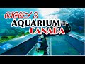 4K Ripley's Aquarium of Canada Toronto Ontario