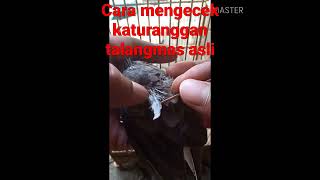 Download Lagu cek katuranggan talang mas asli MP3 Download Lagu cek katuranggan talang mas asli MP3