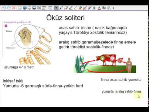 Video: İtlərdə, Pişiklərdə Ürək Qurdu Hissə I: Əsas Biologiya Və Patoloji