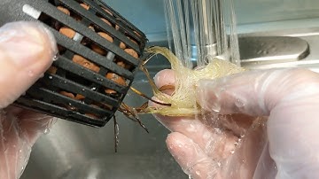 How To Remove Algae From Hydroponic System And Plants