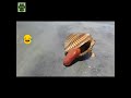 How Clams Move Shorts Wildlife How Clams Move Shorts Wildlife