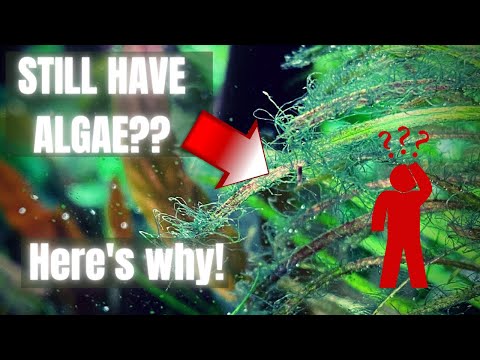 10 Reasons Why YOU Still Have ALGAE In Your Aquarium (Easy Fix)