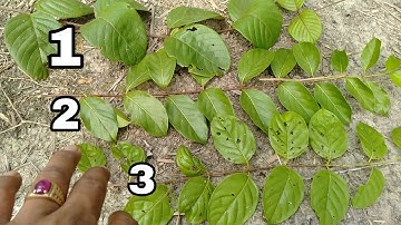 ini dia perbedaan ketiga jenis daun kayu Bajakah asli Kalimantan