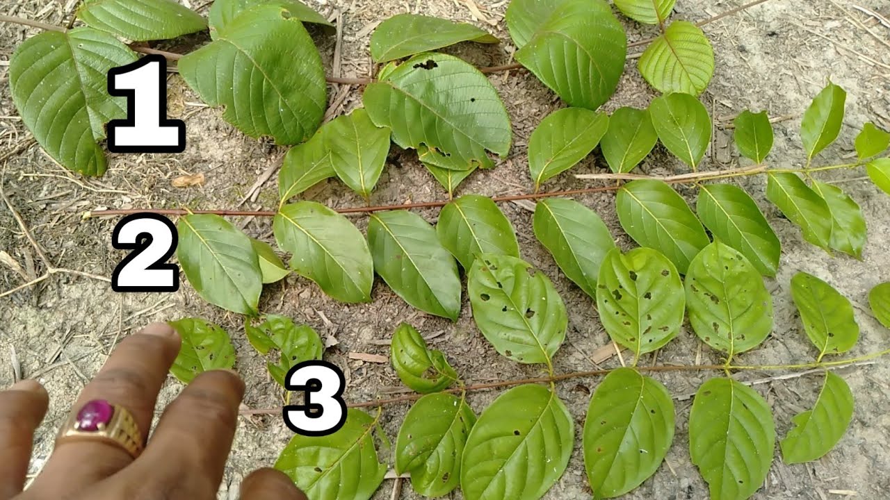ini dia perbedaan ketiga jenis daun kayu Bajakah asli 