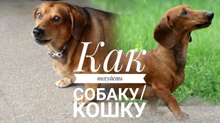 Как похудеть собаку / кошку