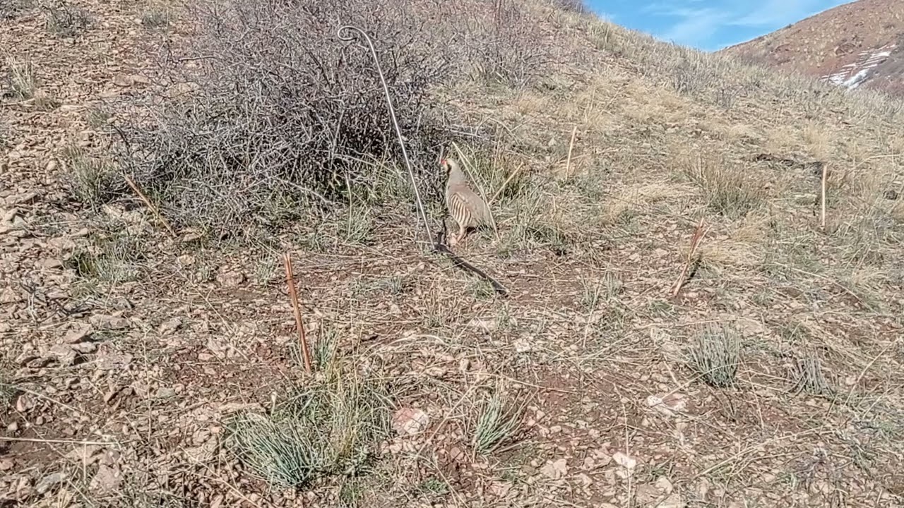 кабкро бори аввал побанд кардем