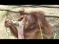 Baby Orangutan POPO 30 - Popo's New Play