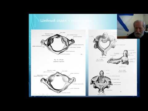 Видео: Rotatores мускулна анатомия, функция и диаграма - Карти на тялото