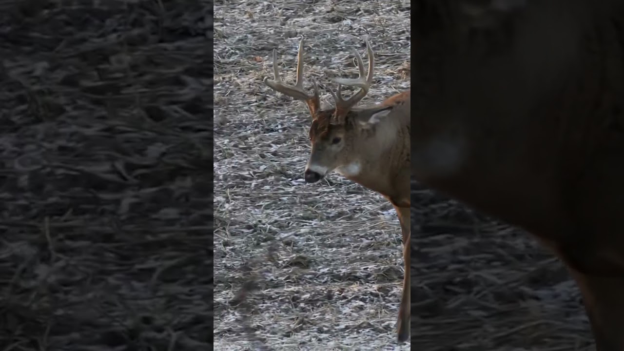 Have you ever used a decoy to bring a buck in?👀🦌