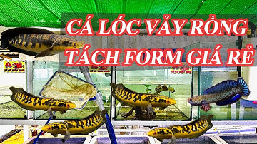 CẬP NHẬT NHỮNG CON CÁ LÓC VẢY RÔNG ĐỎ VÀ VÀNG TÁCH FORN GIÁ RẺ CHO CÁC BẠN TRÃI NGHIỆM #chana #guppy