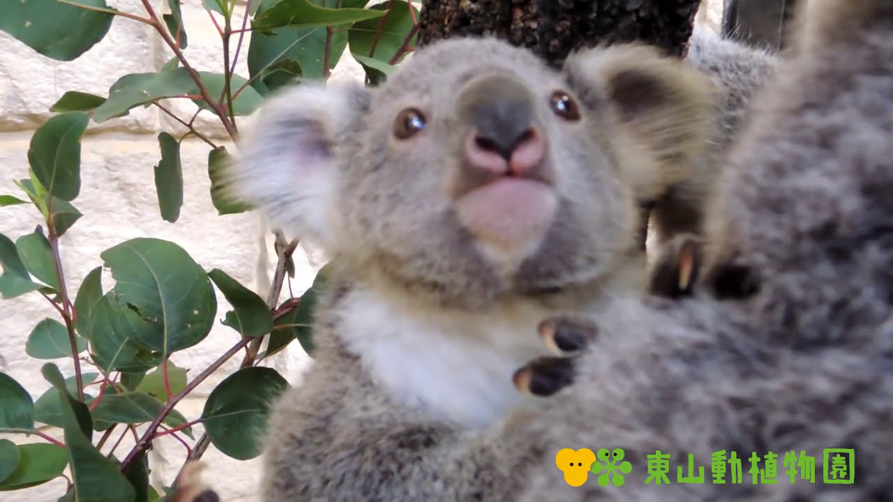 すやー 木につかまりながら眠るコアラの赤ちゃん たまらなく可愛いｗ Break Time
