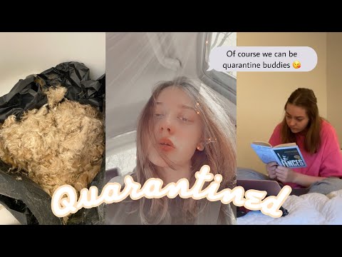 ონლაინ სკოლა ნიუ იორკში || ვპარსავ ძაღლს