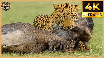 Craziest Leopard Attacks Ever Caught On Camera  #wildanimals | Animal Documentary #35