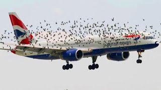Birds Refuse To Leave Plane Alone - When Pilots Realise Why They Instantly Land