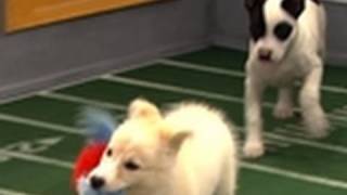 Puppy Bowl VIII: One for the Record Books