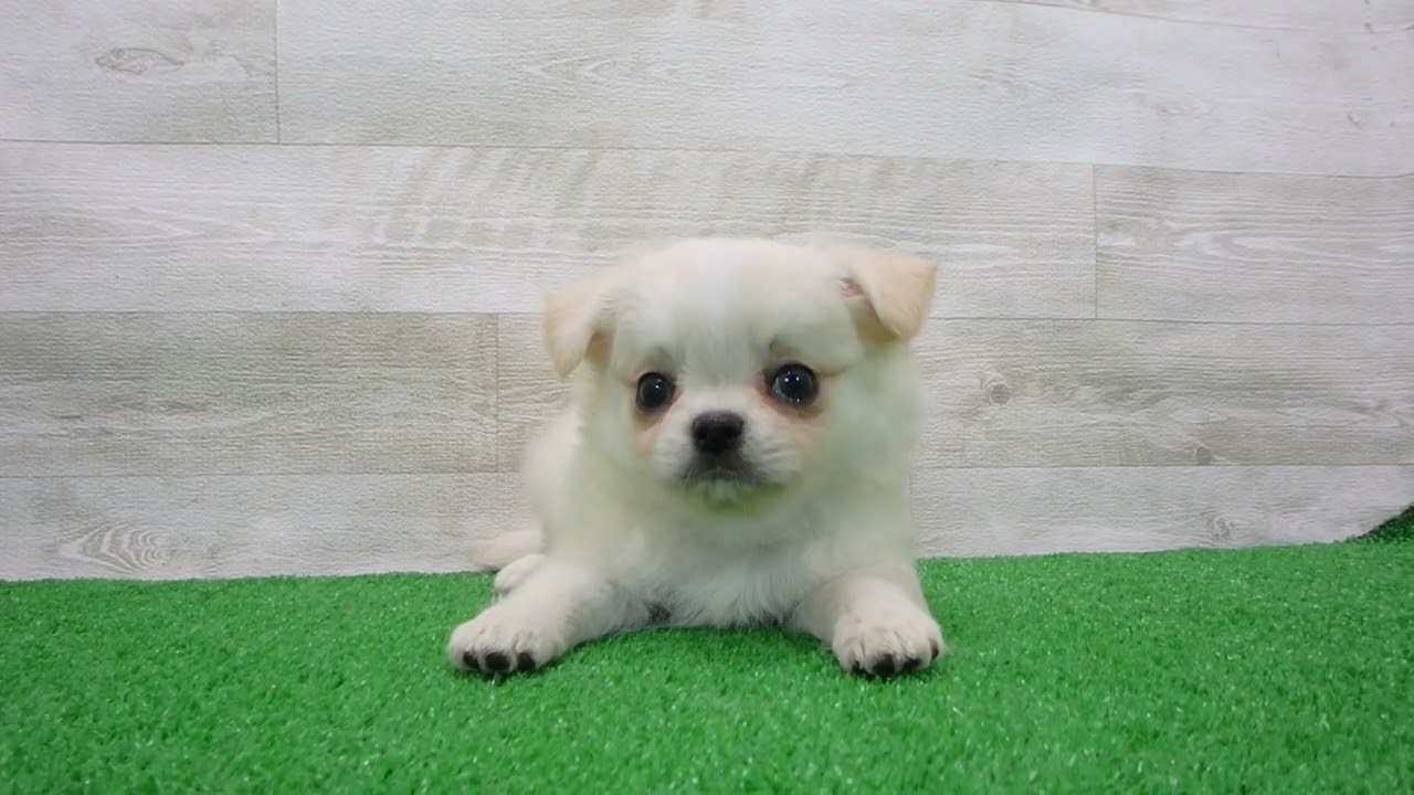 チワワ（ロングコート）の子犬（オス♂） パウ川崎店｜ペットショップ