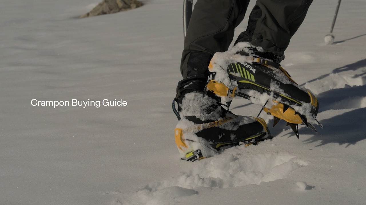 Руководство по выбору кошек | Эллис Бригэм