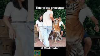 Tiger Close Encounter at Clark Safari and Adventure Park