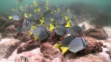 Global Reef Expedition: Galápagos