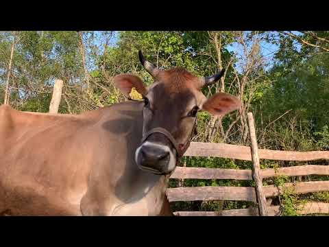 Wideo: Cechy Krowy Jersey