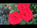 Розы. Лучшие плетистые розы моего сада.🌹🌹🌹