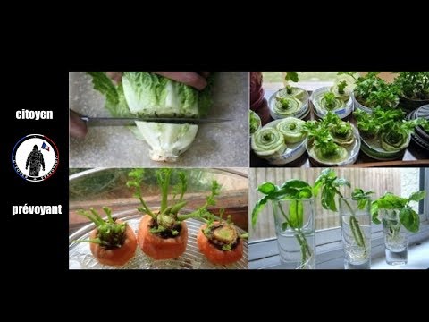Vidéo: 9 Légumes Qui Peuvent Pousser à Partir De Déchets Alimentaires