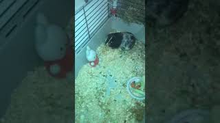 Ginnea pig from the family of cavia by Birds and Pets Information 110 views 6 years ago 1 minute, 9 seconds